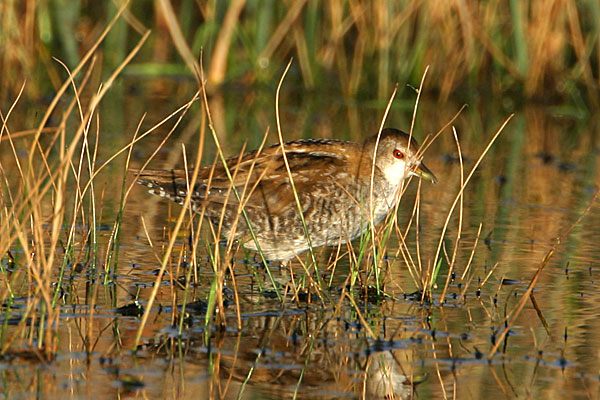 Little Crake