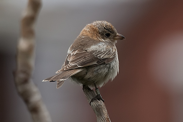 Woodchat Shrike