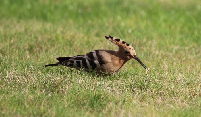 Hoopoe