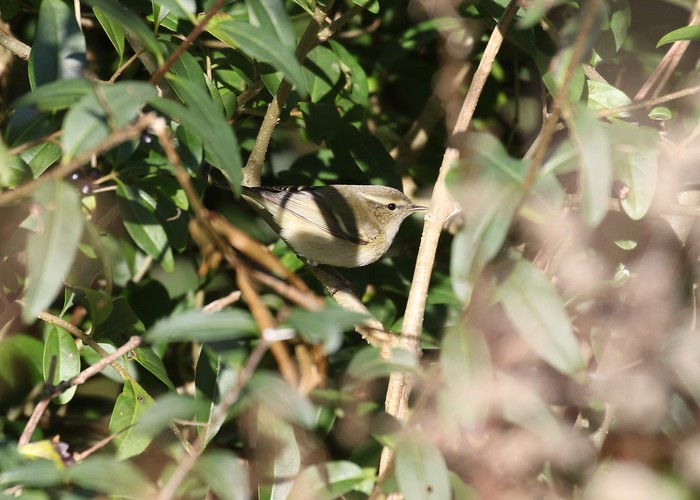 Hume's Warbler