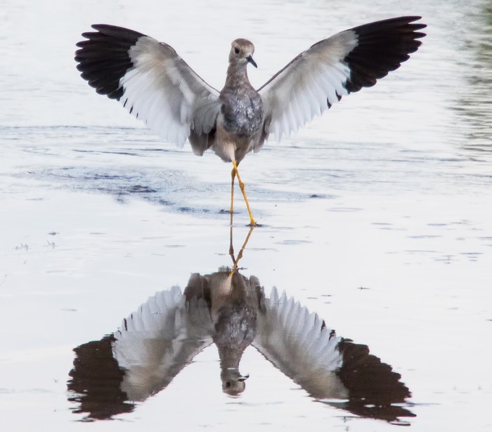 White-tailed Lapwing