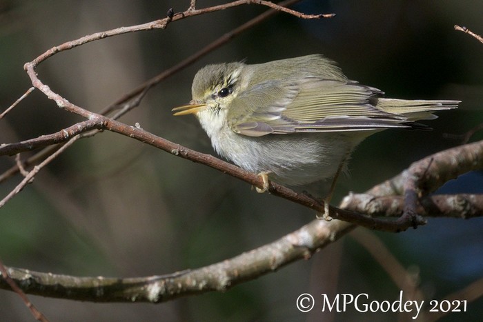 Arctic Warbler