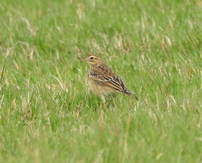 Richard's Pipit