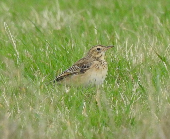 Richard's Pipit