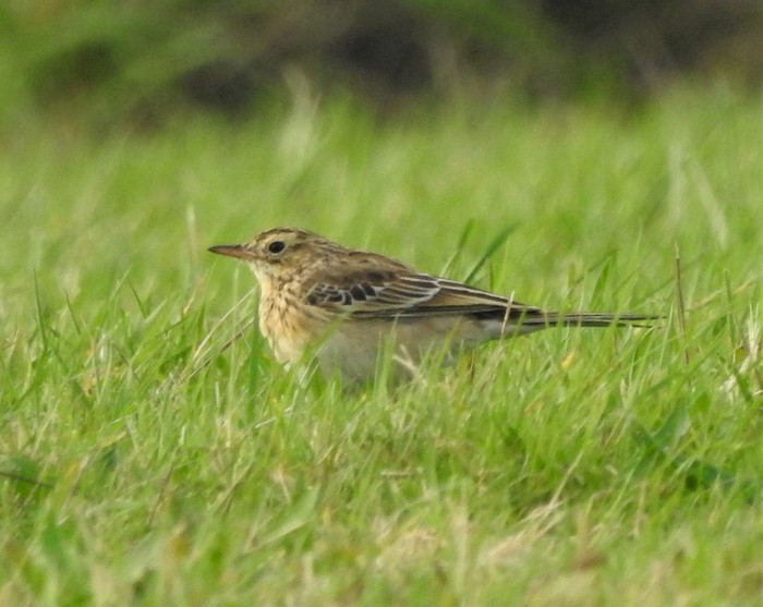 Richard's Pipit