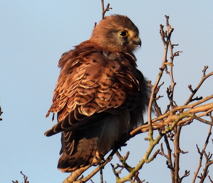 Kestrel