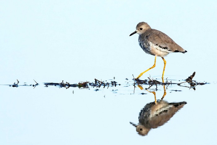 White-tailed Lapwing