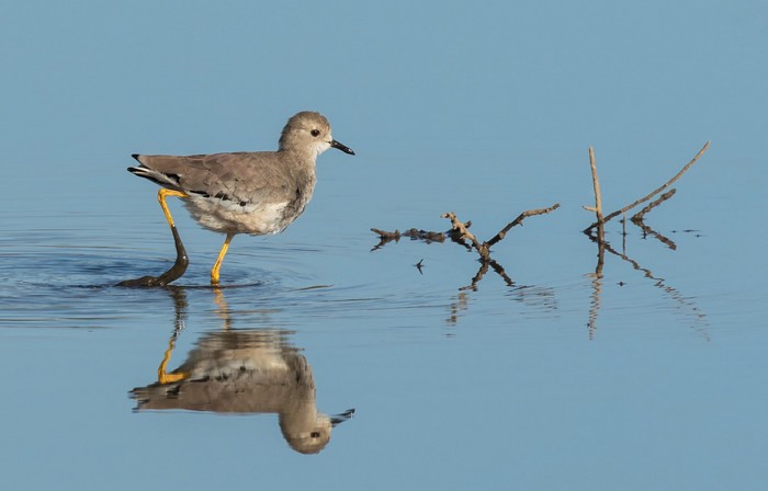 White-tailed Lapwing