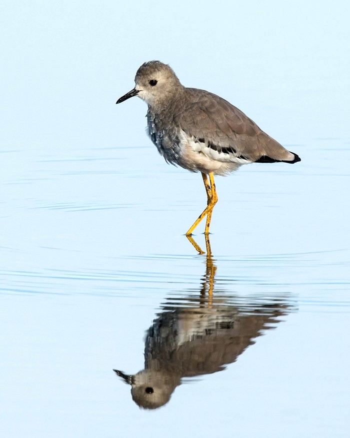 White-tailed Lapwing