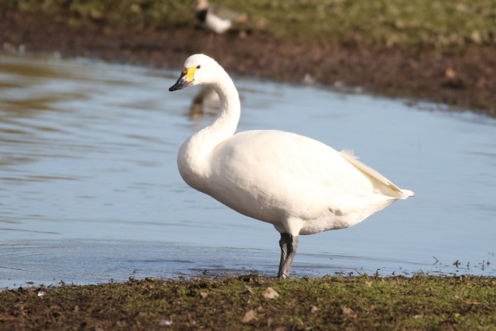 Bewick's Swan