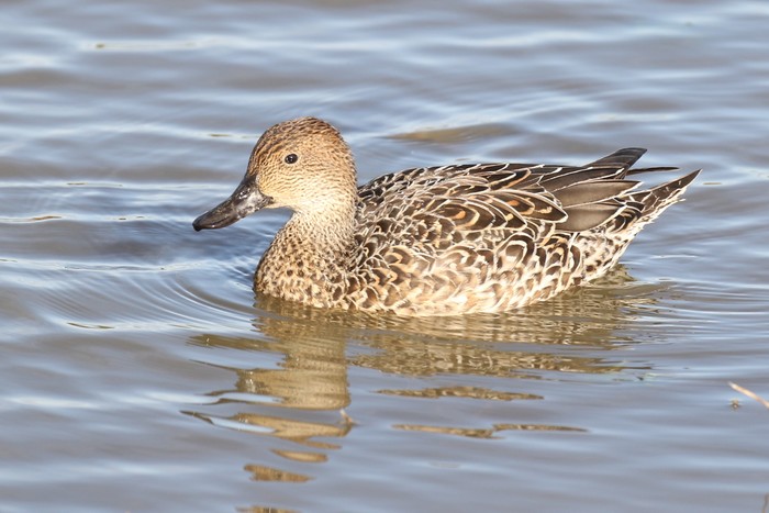 Pintail