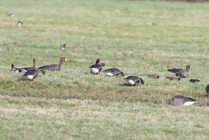 Greenland White-fronted Goose