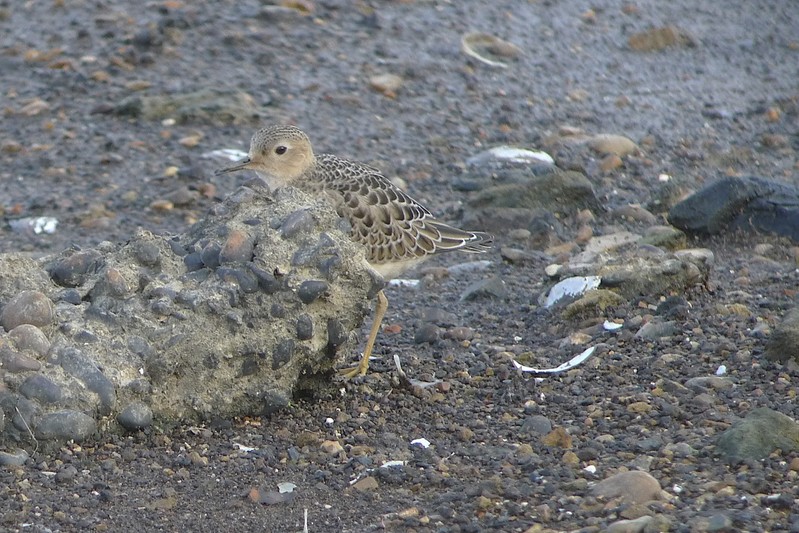 Buff-breasted Sandpiper