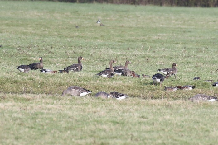 Greenland White-fronted Goose