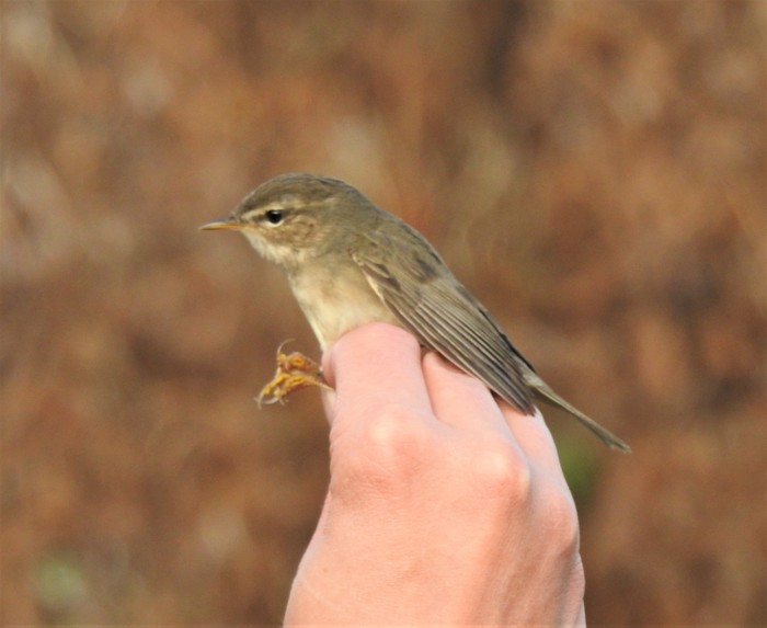 Dusky Warbler