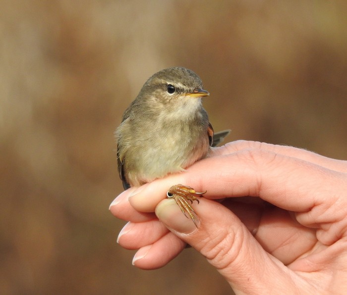 Dusky Warbler