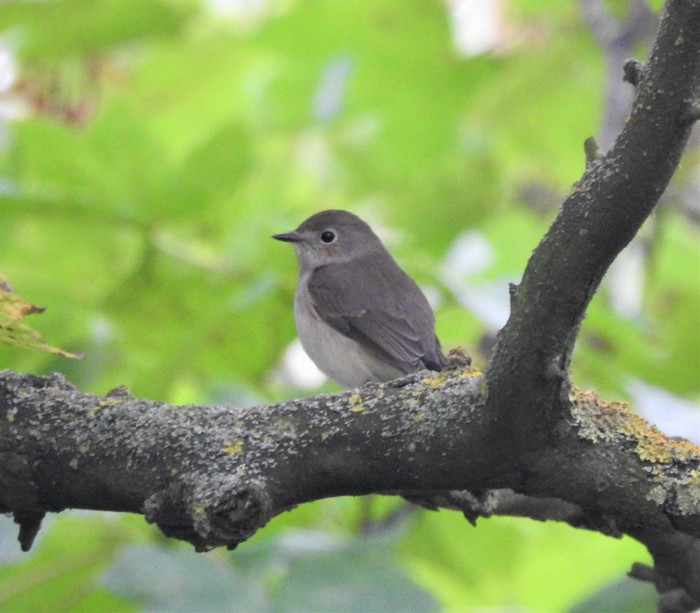Taiga Flycatcher