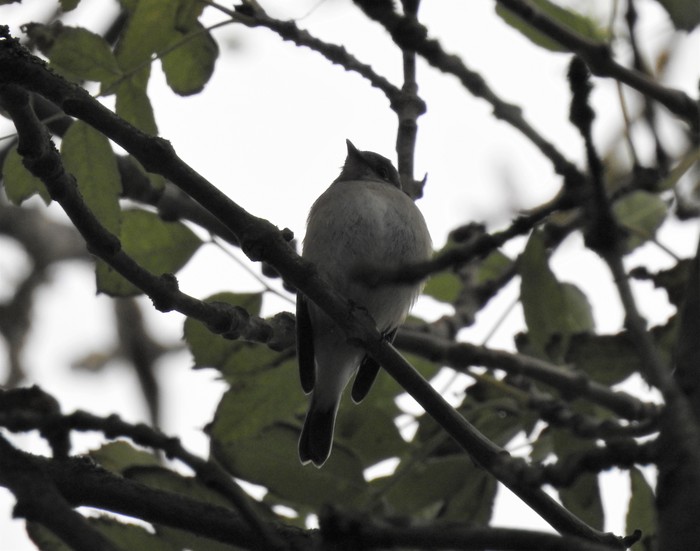 Taiga Flycatcher