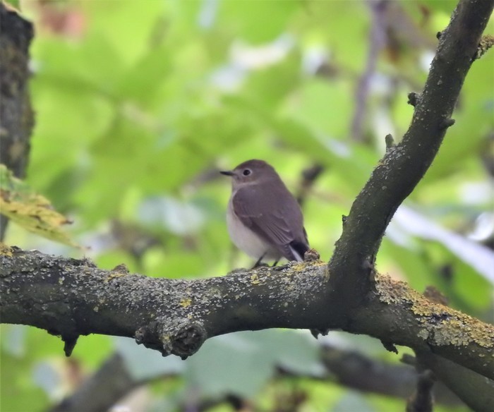 Taiga Flycatcher