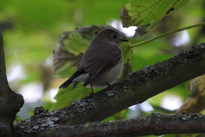 Taiga Flycatcher