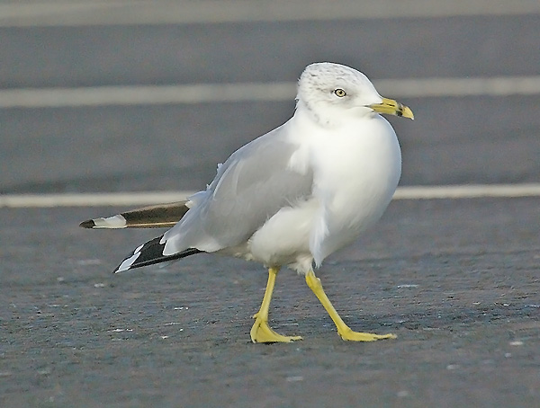 Ring-billed Gull