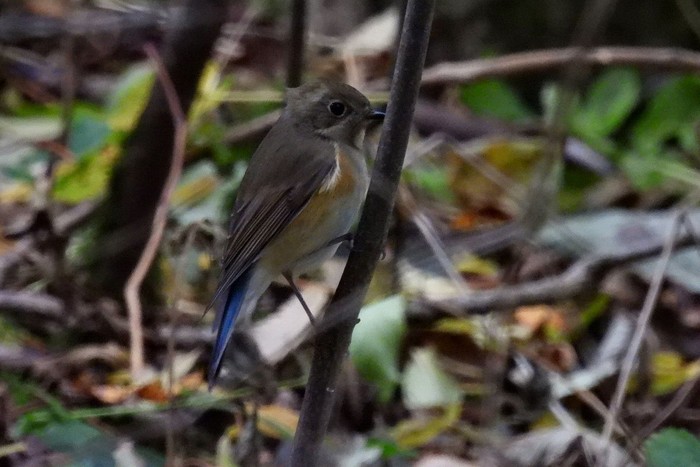 Red-flanked Bluetail