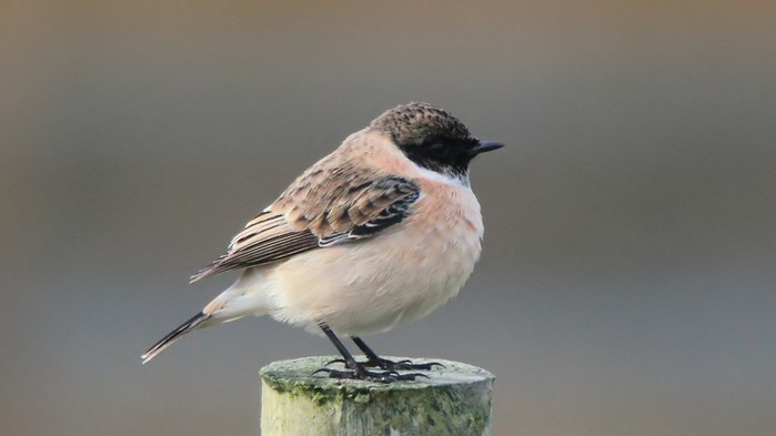 Siberian Stonechat
