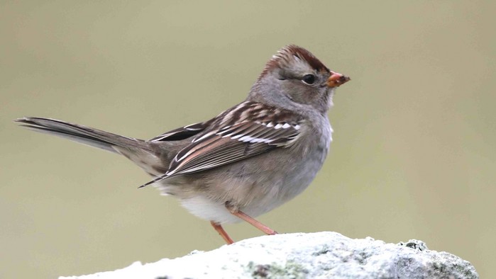 White-crowned Sparrow