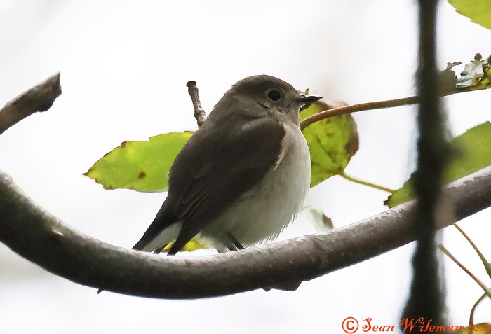 Taiga Flycatcher