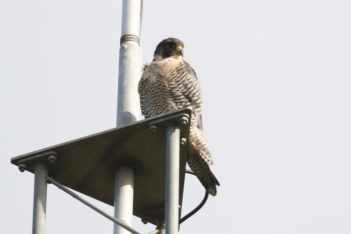 Peregrine