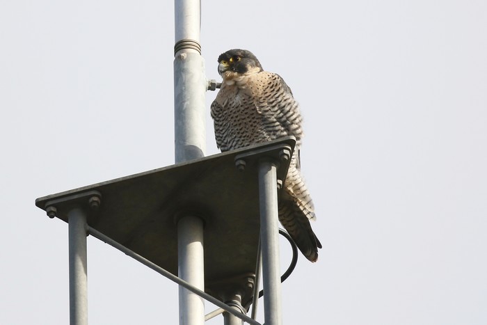 Peregrine