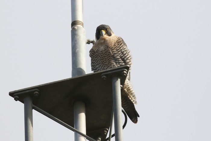 Peregrine