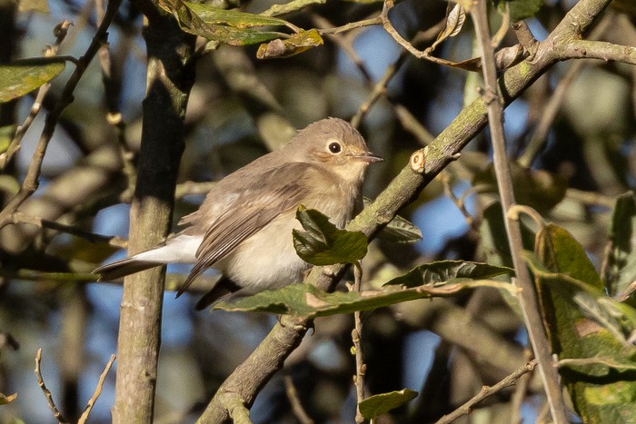 Red-breasted Flycatcher