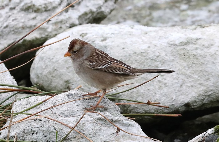 White-crowned Sparrow