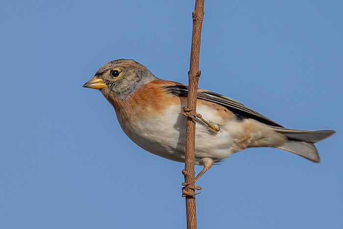 Brambling