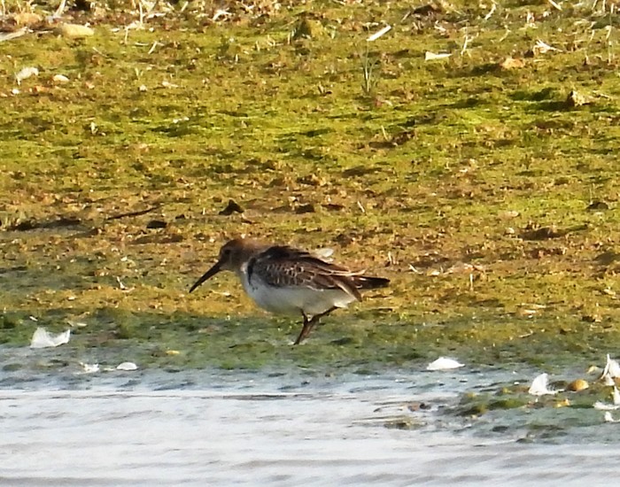 Dunlin