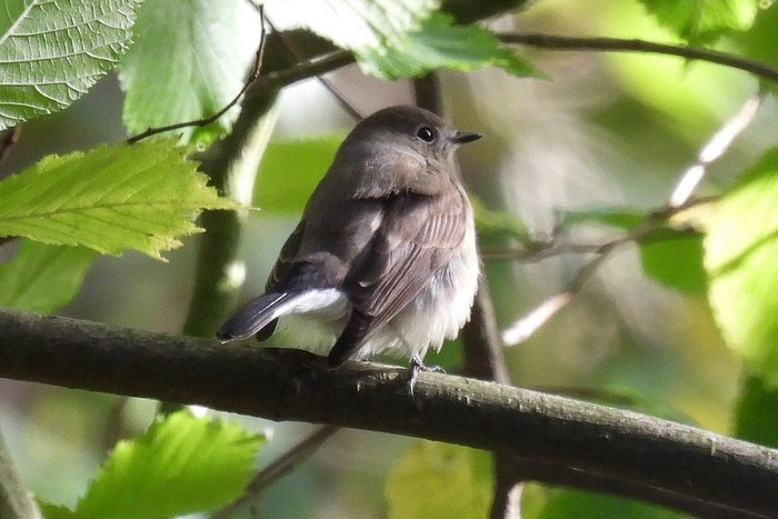 Taiga Flycatcher