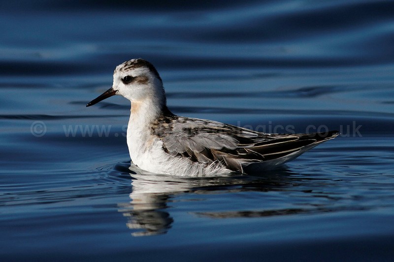Grey Phalarope