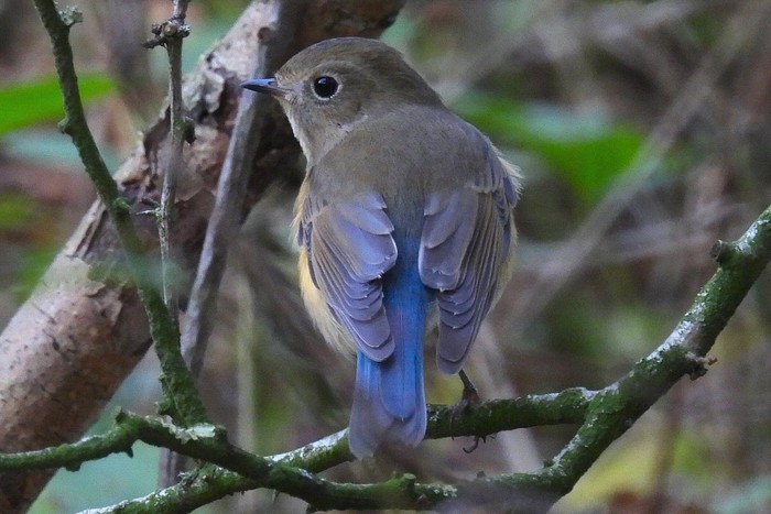 Red-flanked Bluetail