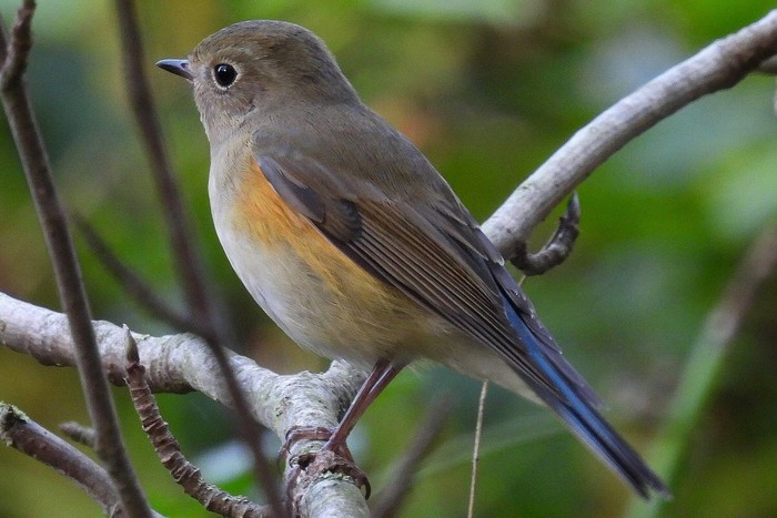 Red-flanked Bluetail