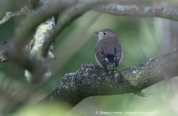 Taiga Flycatcher