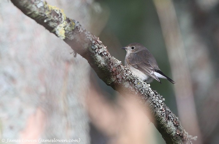 Taiga Flycatcher