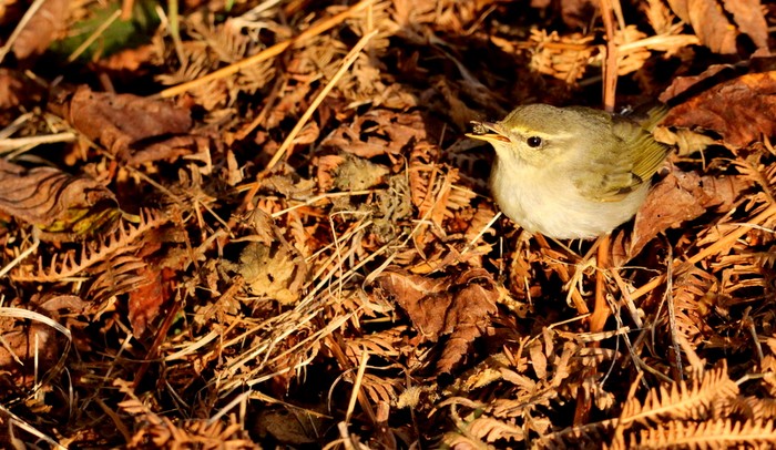 Arctic Warbler