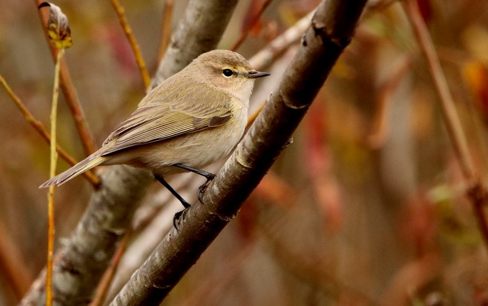 Siberian Chiffchaff