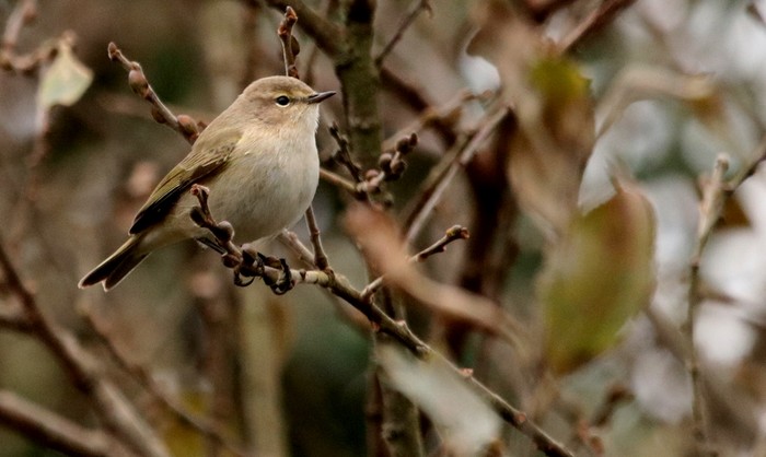 Siberian Chiffchaff