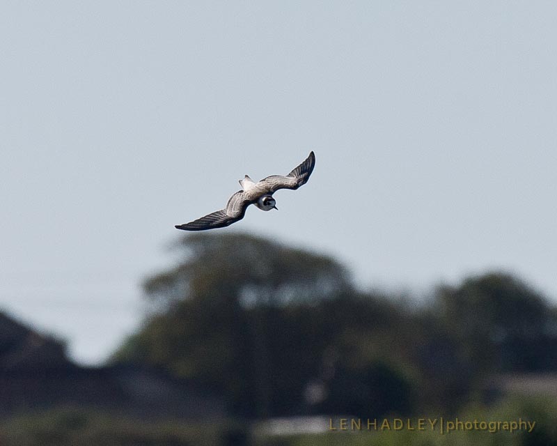 Black Tern