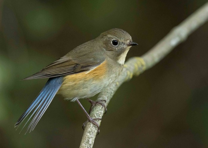 Red-flanked Bluetail