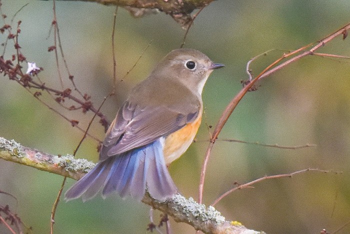 Red-flanked Bluetail