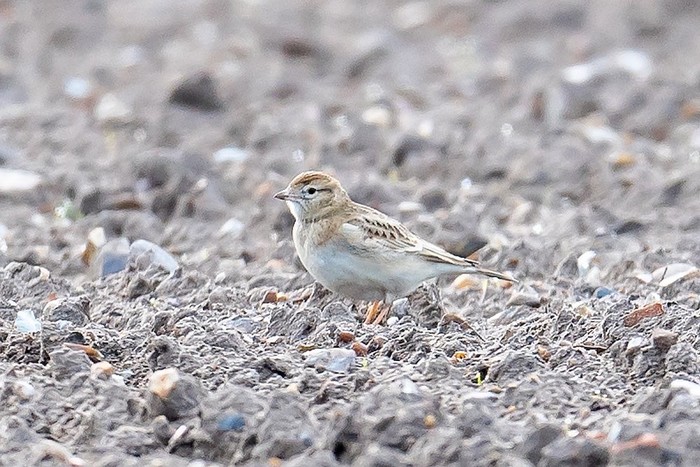 Short-toed Lark