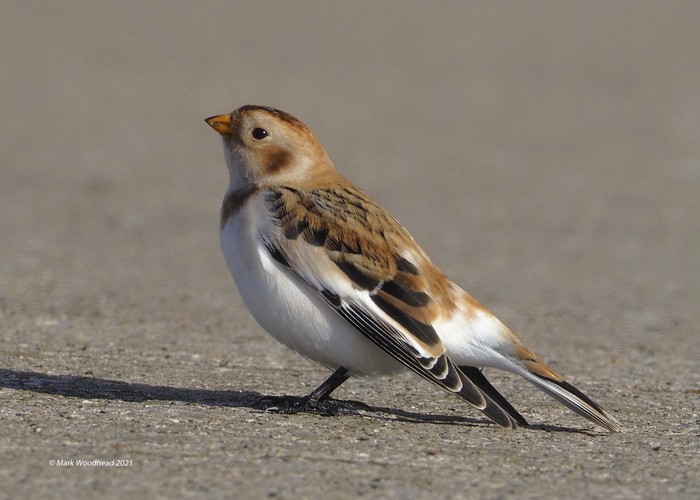 Snow Bunting